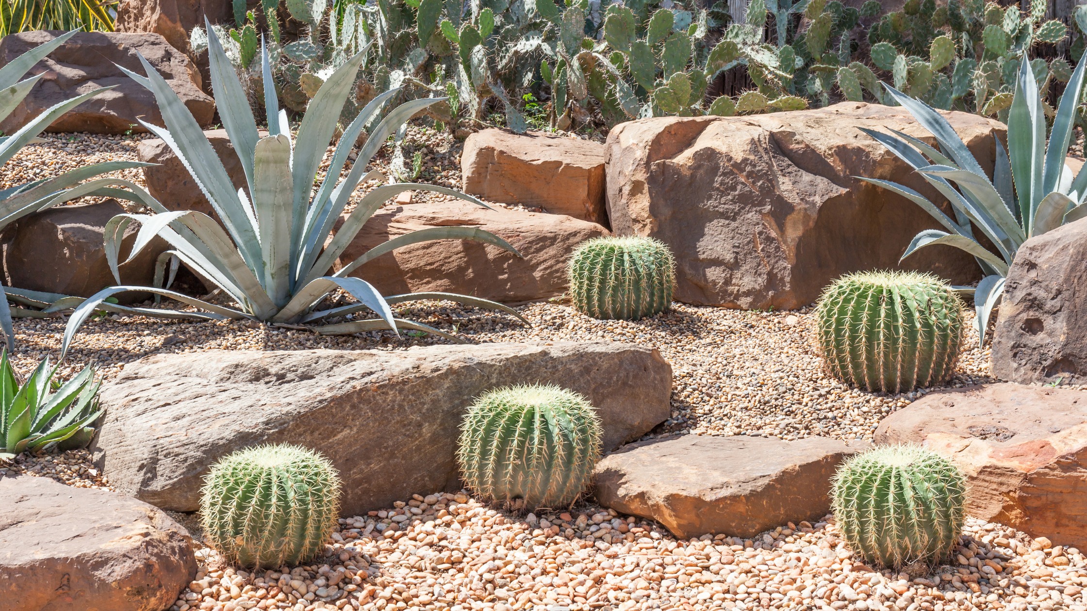 Wirikuta Desert Botanical Garden showcasing rare cacti species with Sierra de la Laguna mountains